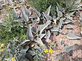 Cucurbita foetidissima in Aurora, Colorado