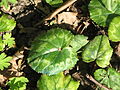 Cyclamen purpurascens leaves