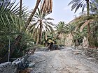 Date palms in the Wadi Tayyibah