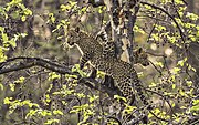 Leopards in India, 2016