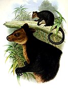 Brown tree-kangaroo