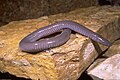 Dermophis mexicanus