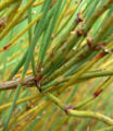 Ephedra californica