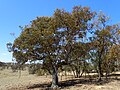 Eucalyptus magnificata (EN, NSW)