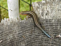 Image 22 American five-lined skink Photo: Thegreenj The American five-lined skink (Eumeces fasciatus) is one of the most common lizards in the eastern United States, as well as one of the five lizard species extant in Canada. It is a small to medium sized skink growing to about 12.5 to 21.5 cm (4.9 to 8.5 in). Juveniles (as seen here) are dark brown to black with five distinctive white to yellowish stripes running along the body and a bright blue tail. More selected pictures