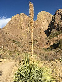 Spring flowering with a vertical stem, Organ Mountains, New Mexico