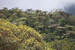 Image illustrative de l’article Forêt de Bébour