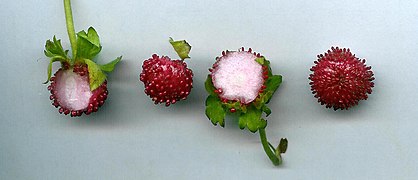 Faux-fruit, dit fraise d'Inde (coupe).