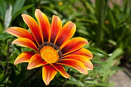 Gazania rigens