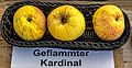 Geflammter Kardinal