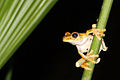 Image 16Gladiator treefrog (Hypsiboas rosenbergi), Osa Peninsula, Costa Rica (from Tree frog)