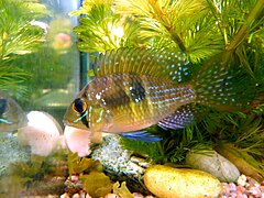 Gymnogeophagus meridionalis