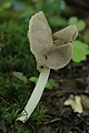 Helvella elastica