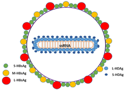 Description de l'image Hepatitis-d-virion-Pathogens-04-00046-g001-1024.png.