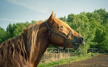 Tête de profil d'un cheval alezan la bouche entrouverte et la lèvre remontée.