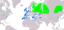 Distribución de Hydrocoloeus minutus