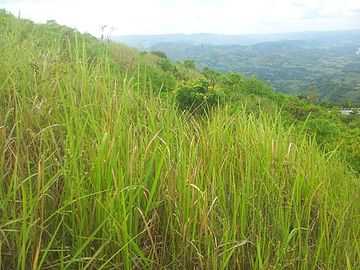 Imperata cylindrica on a mountainside in Bukidnon, Philippines.