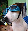 "A white dog with brown markings and a black nose wears blue goggles."
