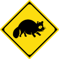 Watch for large animals (raccoon dogs)