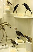 Vitrine des espèces d'oiseaux éteintes.