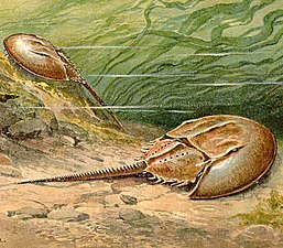 Xiphosurans, the group including modern Horseshoe crabs appeared around 480 Ma.[288]