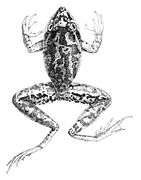 Litoria latopalmata par Mintern en 1882