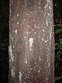 Litsea reticulata growing near the Hacking River, Australia