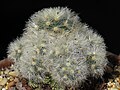 Mammillaria carmenae