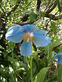 Meconopsis grandis