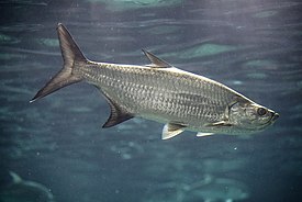 Атлантический тарпон (Megalops atlanticus)