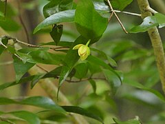 Flower and foliage