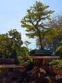 Bonsai Trees