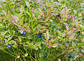 Vaccinium myrtillus