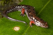 Ocoee salamander