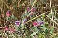 Lavenders and pinks