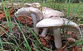 Pluteus petasatus