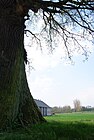 Heritage tree Sorbus torminalis