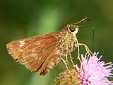 Adult, ventral view of wings.