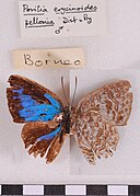 埃圓灰蝶 Poritia erycinoides pellonia ♂