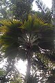 Pritchardia thurstonii in Nong Nooch Tropical Garden