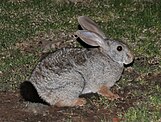 Pronolagus randensis