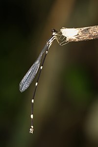 Protosticta gravelyi female