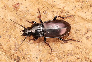 Pterostichus foveolatus