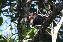 Pic de Porto Rico sur une branche au milieu du feuillage