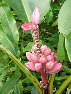 Musa velutina