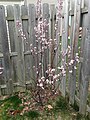 Hoja púrpura de cerezo de arena (Prunus cistena) de la floración a la primavera