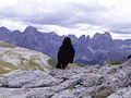 Choia de bico amarelo nos Dolomitas