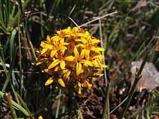 Quinchamalium chilense