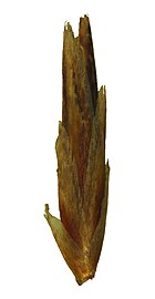 Spikelet