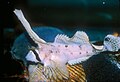 Nautichthys oculofasciatus  [لغات أخرى]‏